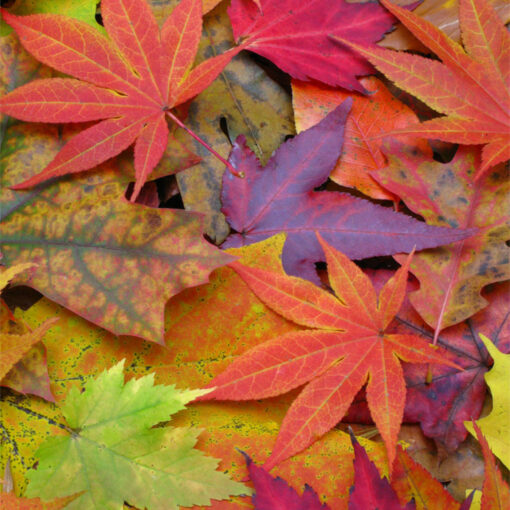 colorful fall leaves on the ground